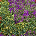 Colorful flowers beautiful wallpaper for desktop
