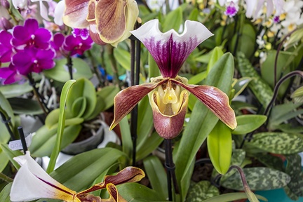 Multi colored Lady Slipper orchid flower