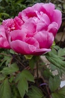 Beautiful pink rose peony flowering time