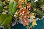 Types of orchids flowers in the Philippines