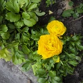 Miniature yellow roses