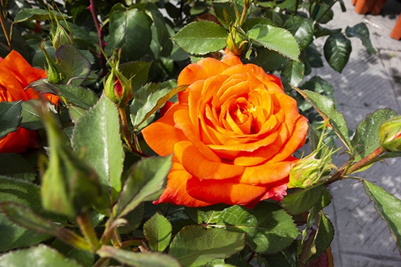 Rose orange color flower