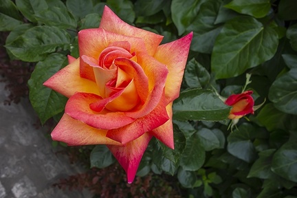 Pinkish orange rose
