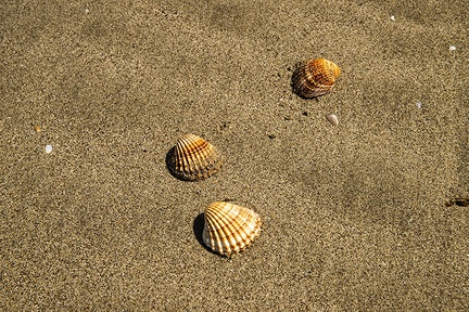 Sea shells wallpapers, free background PC