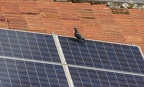 Dove bird on roof