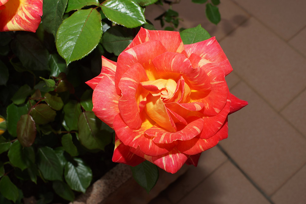 Harry Wheatcroft rose