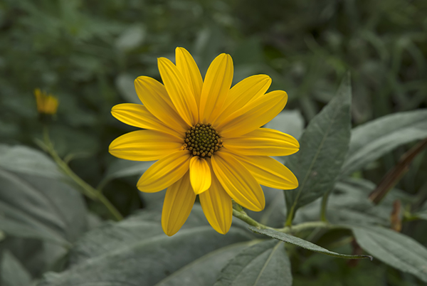 Yellow daisy photography