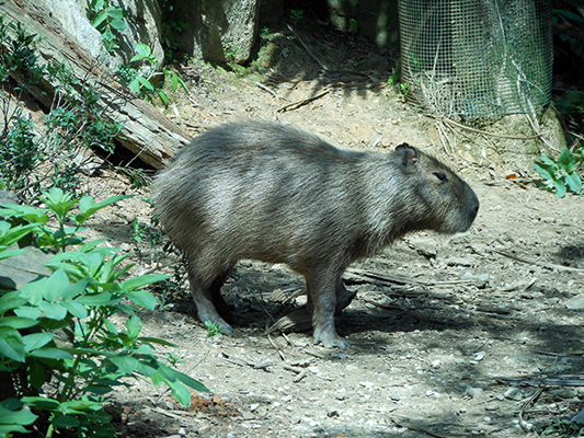 Capybara photo of the day,big rodent pet