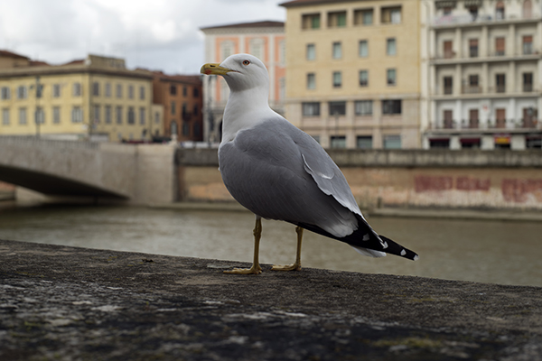 Gray seagull