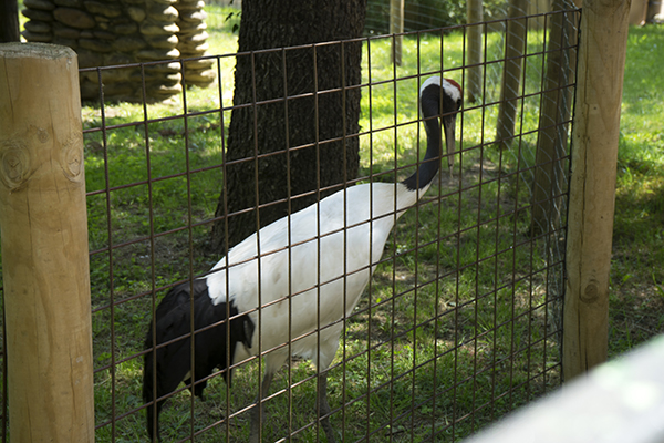 Black and white crane bird