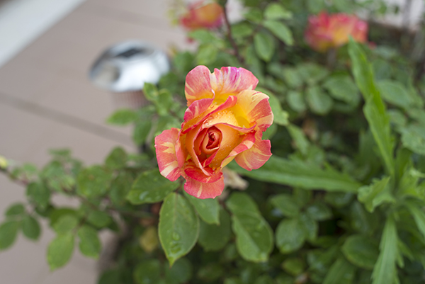 rose_flower_beautiful.jpg