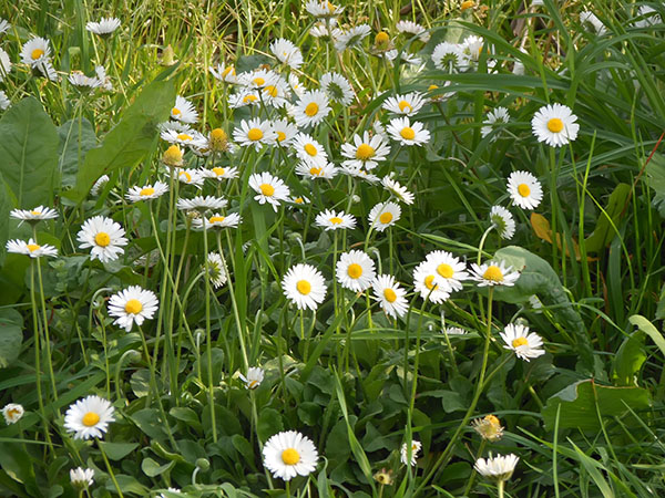 Daisies that bloom all summer