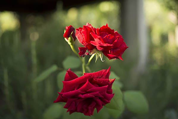 2_red_roses.jpg