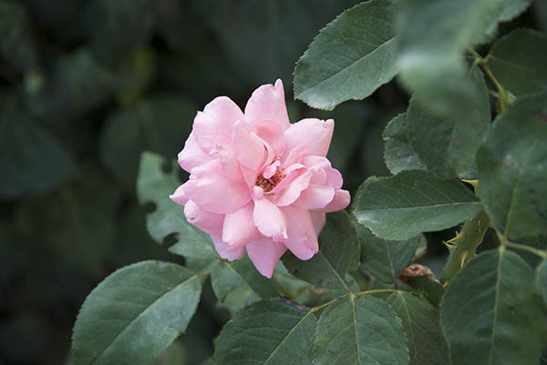 small_light_pink_flowers.jpg