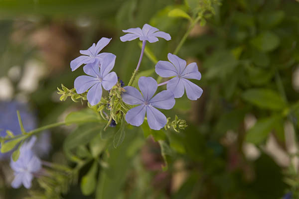 little_violet_flowers.jpg