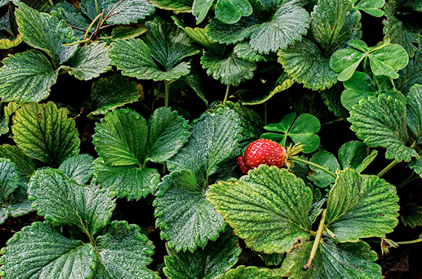 early_strawberries.jpg