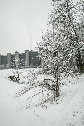 trees_with_snow_on_them.jpg