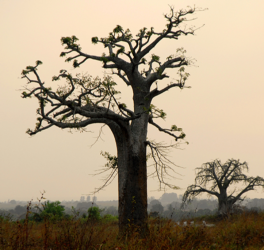 indigenous_african_trees.jpg
