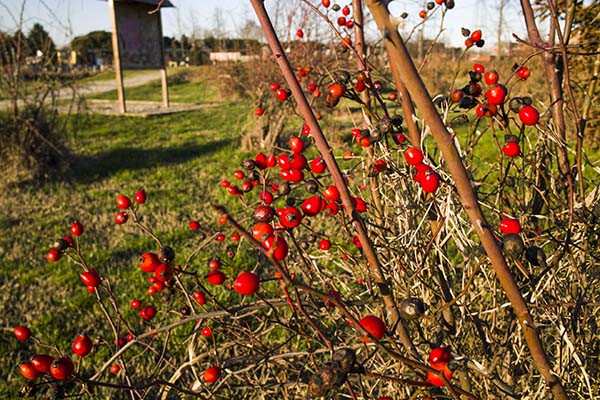 wild_shrub_with_red_berries.jpg