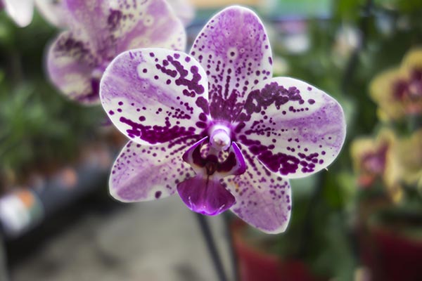 purple_spotted_orchid.jpg
