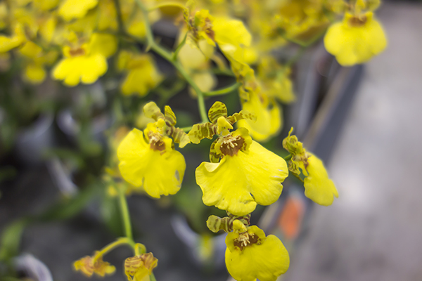 yellow_orchid_plant.jpg