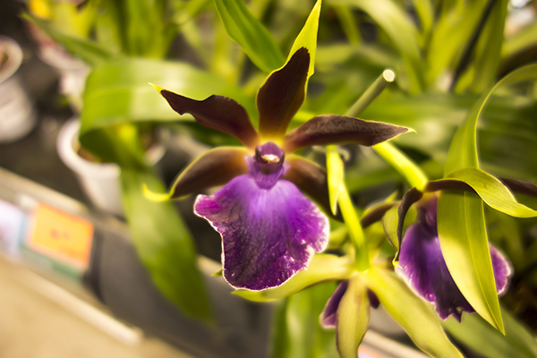 Blue orchid flower images