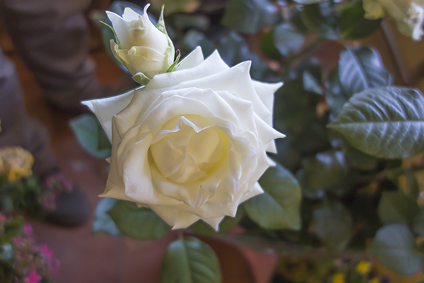 2 white roses,white love rose