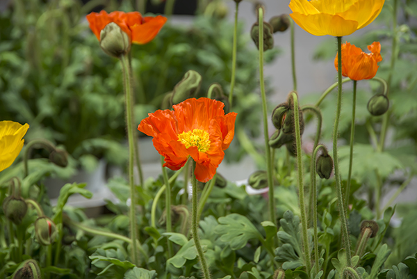 Colorful poppies, free images of poppies