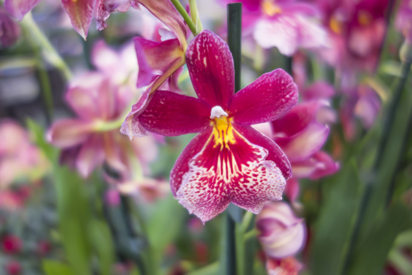 pink_orchids_images.JPG