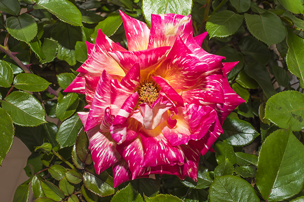 A beautiful rose flower