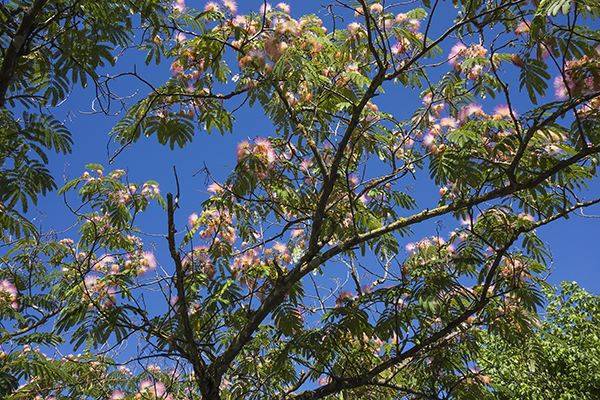 albizia_julibrissin_mimosa_bonsai_persian_pink_silk_tree.jpg