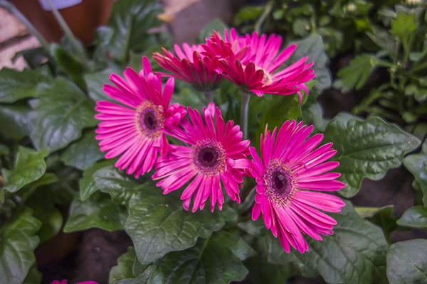 Pink daisies images
