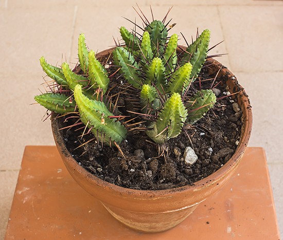 Bolivian torch cactus decorative plant