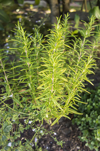 rosemary_herb_plant_varieties.jpg