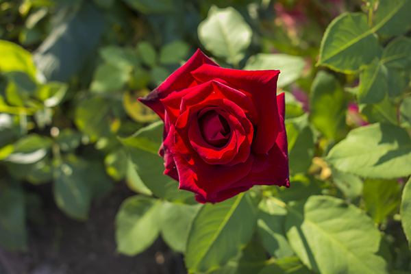 Dark red rose bud, red rose garden
