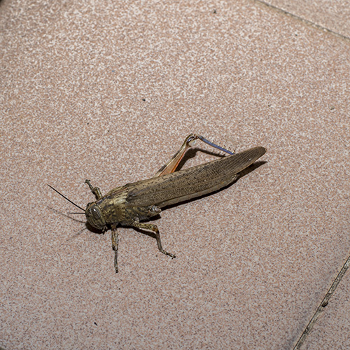 grasshopper_insect_free_photo.jpg
