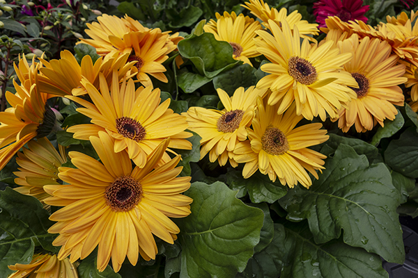 Beautiful yellow gerbera daisies flowers with leaves