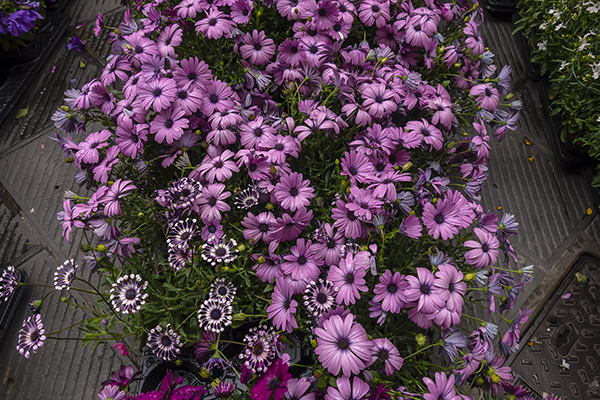 Light purple Cape marguerite daisies flowers
