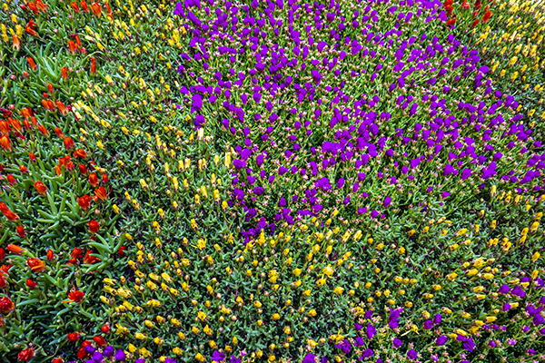 colorful_flowers_wallpaper.JPG