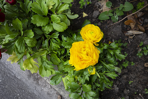 Miniature yellow roses