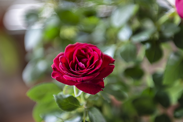 Natural red rose