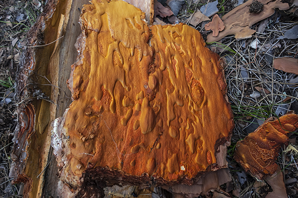 Orange piece of tree bark